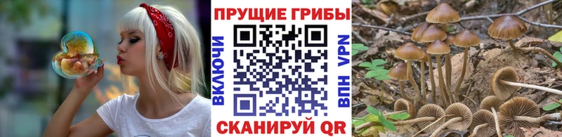 купить наркотик  Задонск  Галлюциногенные грибы Psilocybe 